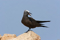 Common noddy {Anous stolidus} on rock with bill open, Daymaniyats, Oman