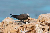 Common noddy {Anous stolidus} on nest with one egg, Daymaniyats, Oman
