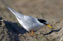 Portrait of Little tern {Hydrocoloeus minutus} Agger Tange, Denmark