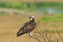 Osprey {Pandion haliaetus} perched on a twig looking over its shoulder, Khawr Taqah, Oman