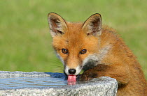 Red fox {Vulpes vulpes}, cub drinking from bird bath in garden, Vester Husby, Denmark