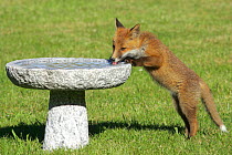Red fox {Vulpes vulpes} cub drinking from bird bath in garden, Vester Husby, Denmark