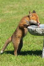Red fox {Vulpes vulpes} cub drinking from bird bath in garden, Vester Husby, Denmark