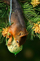 Red squirrel {Sciurus vulgaris} feeding on bird fat feeder in pine tree, Denmark