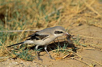 Steppe grey shrike {Lanius (meridionalis) pallidirostris} feeding on bird's head, Oman