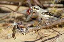 Steppe grey shrike {Lanius (meridionalis) pallidirostris} feeding on bird prey, Oman