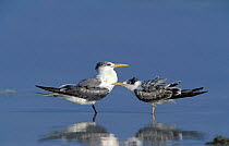 Swift tern {Sterna bergii} adult and fledgling in shallow water, Oman
