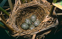 Great reed warbler (Acrocephalus arundinaceus) eggs in nest, Spain