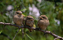 Three Woodchat shrike (Lanius senator) fledglings perched on branch, Spain