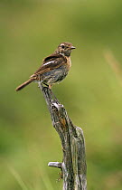 Stonechat (Saxicola rubicola) female perched in branch, Spain