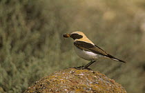 Black eared wheatear (Oenanthe hispanica) male perched on rock with insect prey, Spain