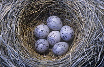 Black eared wheatear (Oenanthe hispanica) eggs in nest, Spain