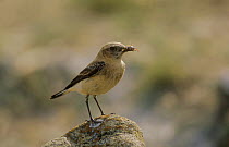 Black eared wheatear (Oenanthe hispanica) female perched on rock with insect prey, Spain