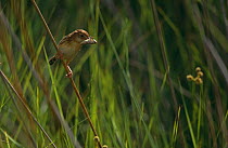 Fan-tailed warbler (Cisticola juncidis) perched on grass stem with insect prey, Spain