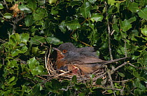 Subalpine warbler (Sylvia cantillans) male on nest with chicks, Spain