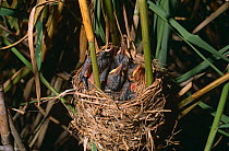Great reed warbler (Acrocephalus arundinaceus) chicks in nest, Spain