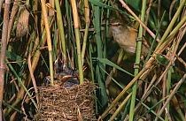Great reed warbler (Acrocephalus arundinaceus) adult at nest with chicks, Spain
