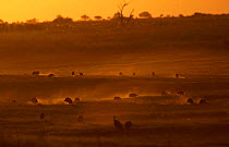Silhouette of Flock of Helmeted guineafowl (Numida meleagris) feeding at sunset, Chobe NP, Botswana