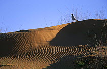 Pale chanting goshawk (Melierax canorus) standing on top of sand dune, Kalahari Gemsbok NP, South Africa