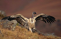 Cape vulture (Gyps coprotheres) with wings outstretched, Giant Castle NP, South Africa
