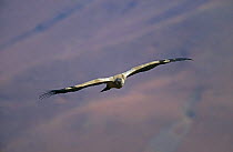 Cape vulture (Gyps coprotheres) in flight, Giant Castle NP, South Africa