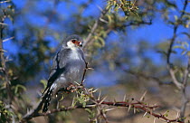 African pygmy falcon (Polithierax semitorquatus) perched in Acacia tree, Kalahari Gemsbok NP, South Africa
