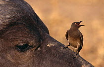 Red billed oxpecker (Buphagus erythrorhynchus) perched on Water buffalo nose (Synceros caffer), Sabi Sand Game Reserve, South Africa