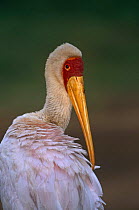 Portrait of Yellow billed stork (Mycteria ibis) preening feathers, Moremi WR, Botswana