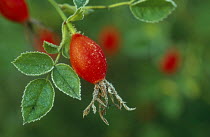 Dog rose hips with hoar-frost {Rosa canina} Germany
