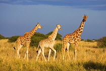Reticulated giraffe {Giraffa cameloparalis reticulata} showing colour variation, Laikipia, Kenya