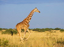 Reticulated giraffe {Giraffa cameloparalis reticulata} running, Laikipia, Kenya