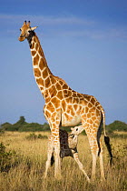 Reticulated giraffe {Giraffa cameloparalis reticulata} with young suckling, Laikipia, Kenya.