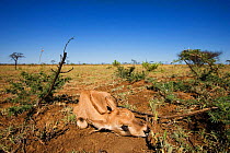Beisa oryx {Oryx gazella beisa} young calf lying very still when threatened, Laikipia, Kenya