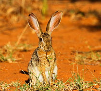RF- Scrub hare (Lepus saxatilis). Laikipia, Kenya. (This image may be licensed either as rights managed or royalty free.)
