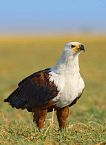 African fish eagle {Haliaeetus vocifer} Chobe NP, Botswana