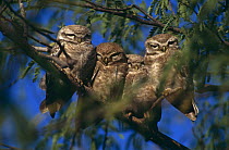 Four Spotted owlets {Athene brama} perched on branch, India