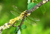 Female Brilliant emerald dragonfly {Somatochlora metallica} Scotland, UK