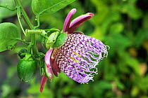 Passion flower {Passiflora alata} cultivated in UK, grows wild in Brazil and Peru, South America