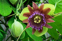 Passion flower {Passiflora triloba} cultivated in UK, grows wild in Brazil and Peru, South America
