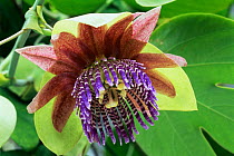 Passion flower {Passiflora triloba} cultivated in UK, grows wild in Brazil and Peru, South America