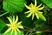Passion flower {Passiflora citrina} cultivated in UK, grows wild in Honduras and Guatemala, Central America