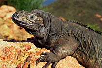 Rhinoceros iguana {Cyclura cornuta} California, USA, captive