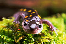 Spotted salamander {Ambystoma maculatum}  from eastern USA, captive