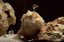 Striped frogfish {Antennarius striatus} with lure extended, captive