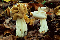 Common white helvella fungi {Helvella crispa} in leaf litter, Forest of Dean, Gloucestershire, UK