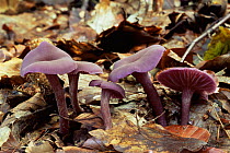 Amethyst deceiver toadstools {Laccaria amethysta} in leaf litter, Forest of Dean, Gloucestershire, UK