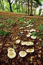 Clouded agaric fungi growing in ring {Clitocybe nebularis} Forest of Dean, Gloucestershire, UK