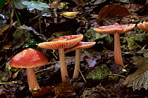 Mycena toadstools {Mycena pura} Bristol, UK