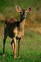 Whitetail deer {Odocoileus virginianus} Rio Grande Valley, Texas, USA