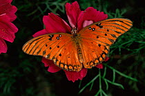 Gulf fritillary butterfly {Agraulis vanillae} captive, USA